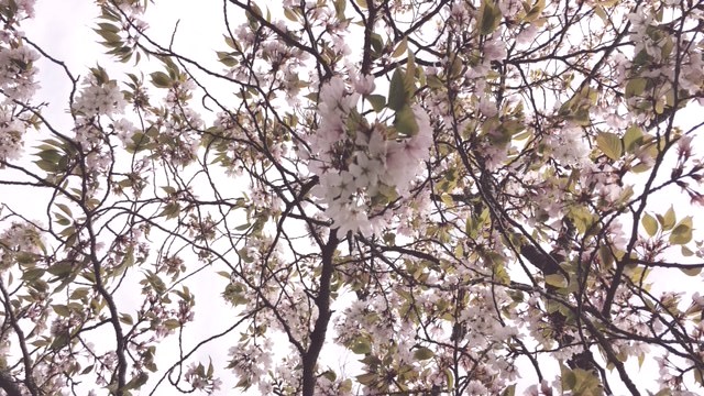 ①葉桜