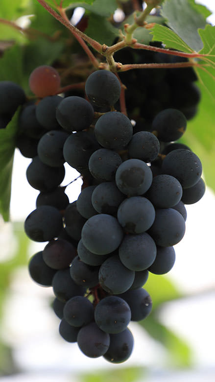 マスカットベーリーA