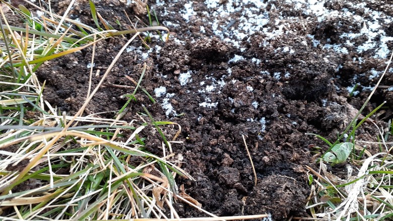 堆肥を与えた土