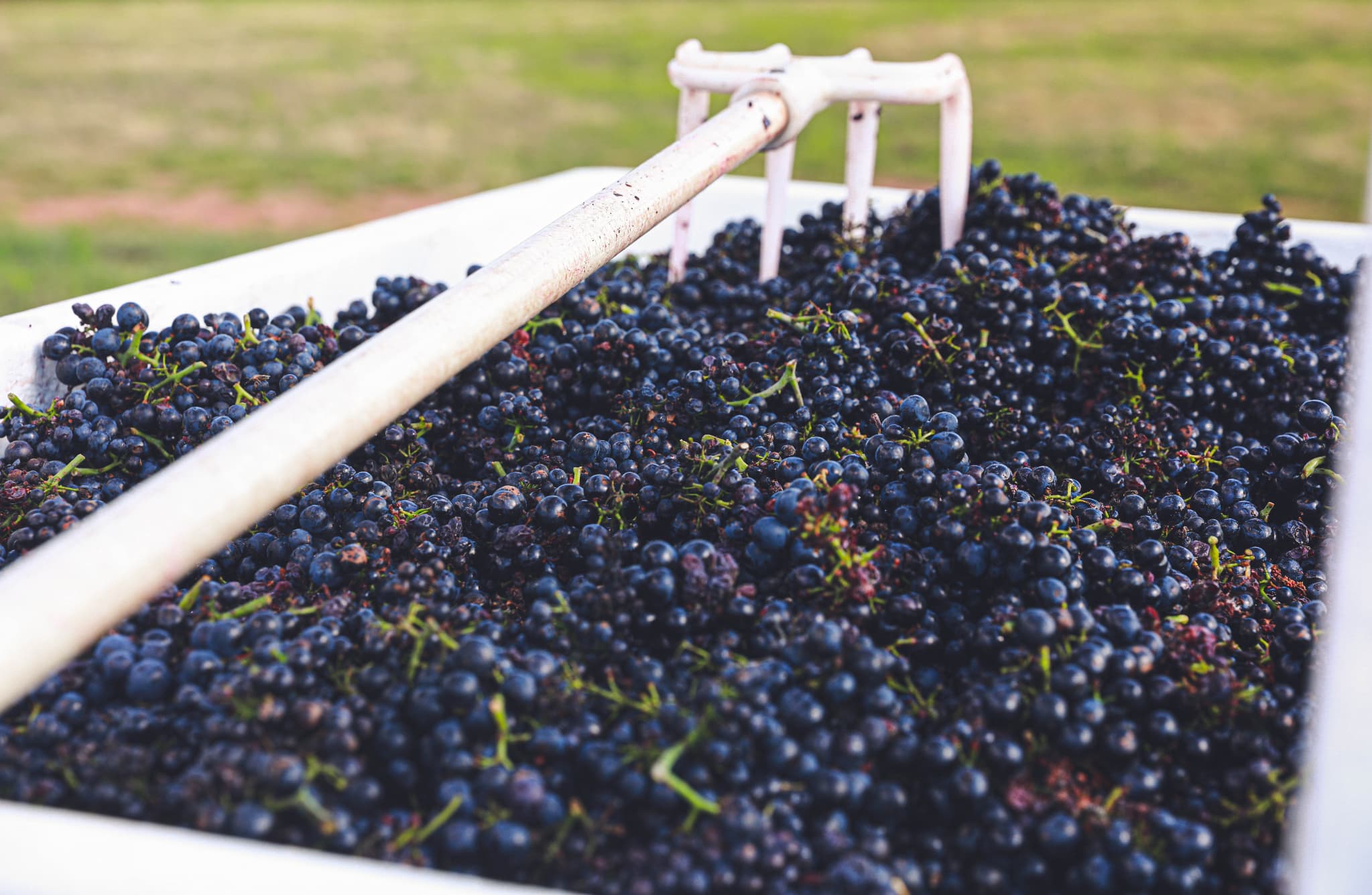 Vendanges (1 sur 1)-99.jpg