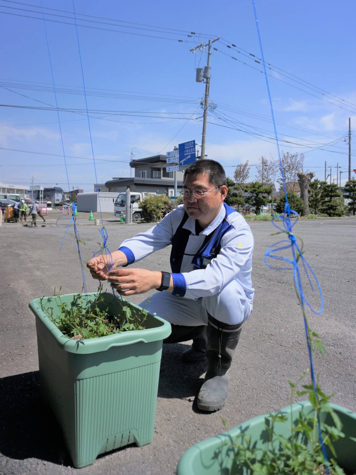 伸び始めたホップのツルを丹念に糸へと巻き付ける