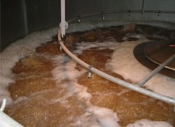 水に浸された大麦